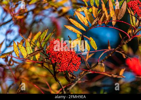 Rowan-Beerenbaum mit essbaren roten Vogelbeeren wächst Makro-Nahaufnahme Blick auf Cluster im Herbst Herbstsaison oben auf Berg in Spruce Knob West Virgi Stockfoto