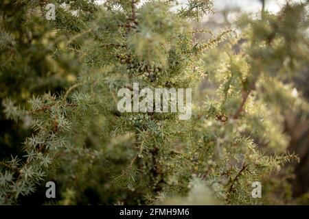 Zwerg japanischer Gartenwacholder - lateinischer Name - Juniperus procumbens Nana. Stockfoto