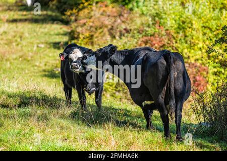 Junge Kalb, grasgefütterte schwarze und weiße Kuhmutter, die sich mit der Pflege des Leckens und Weiden auf dem Weidegrasfeld in der ländlichen Farm i in West Virginia verfestige Stockfoto