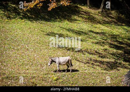Ein grasgefütterter Esel auf der Weide auf grünem Gras Herbst farbenfroher Herbst im Grasland von West Virginia Stockfoto