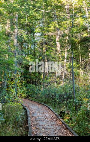 Leerer Dschungelwaldweg entlang des Holzboardwalk-Wanderweges im Herbst bei Sonnenuntergang in Cranberry Glades Wilderness, West Virginia Stockfoto