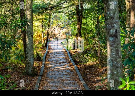 Pinienwald in Allegheny Mountains Monongahela National Forest Cranberry Glades Wilderness, West Virginia mit Pfad entlang Holzboardwalk Wandern Stockfoto