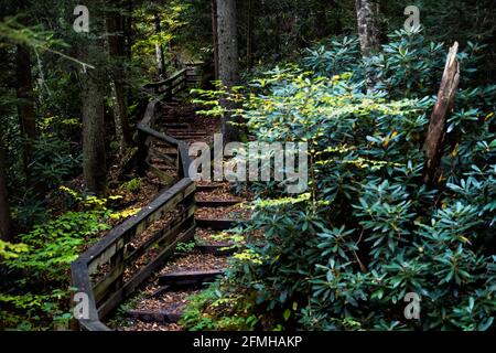 Holzsteg Treppen Wanderweg zum Wasserfall Falls of Hills Creek im Monongahela National Forest in Allegheny Mountains, West Virginia Stockfoto