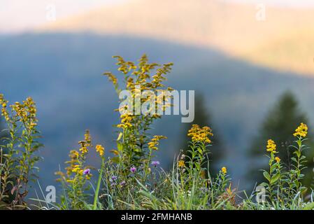 Frühe Goldrute und Milchdistel gelb lila Wildblumen Wildblumen Die Berge von West Virginia überblicken im Herbst das Laub In der Morgensonne Stockfoto