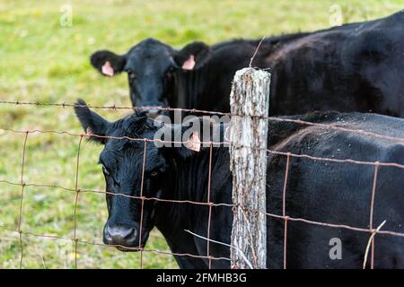 Zwei grasgefütterte schwarze Kühe grasen auf dem Weidegrasfeld im Landgebiet von Highland County, Virginia, hinter einem mit Stacheln gewebten Stahldrahtzaun mit Ear ta Stockfoto