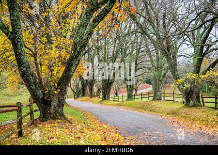 Ländliche enge, ländliche, kurvenreiche, gepflasterte Straße nach Ash Lawn-Highland, dem Zuhause von Präsident James Monroe in Albemarle County, Virginia, im farbenfrohen Herbst Stockfoto