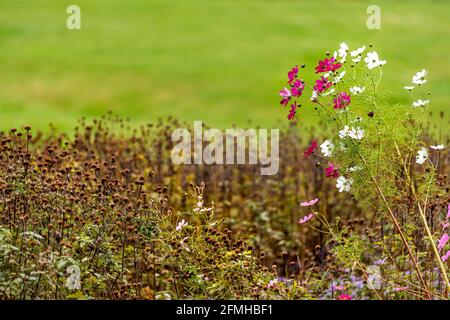 Landschaftlich gestalteter Garten mit Kosmos Blumen blühenden und trockenen Pflanzen in Farbenfroher Herbst in Piemont Region in ländlicher Landschaft Berge in Albemarle County Stockfoto