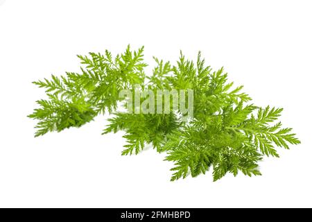 Artemisia annua Pflanze isoliert auf weißem Hintergrund Stockfoto