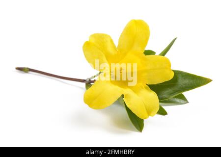 Gelsemium sempervirens auf weißem Hintergrund Stockfoto