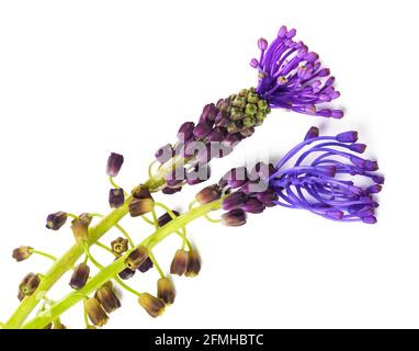 Quaste Hyazinthe Blüten isoliert auf weißem Hintergrund Stockfoto