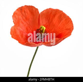 Roter Mohn Blume auf weißem Hintergrund Stockfoto