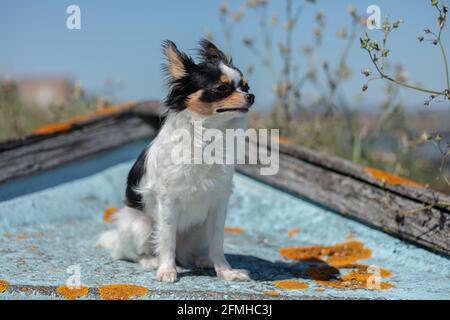 chihuahua auf einem alten blauen Fischerboot in der Wildnis Stockfoto