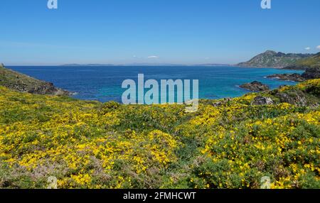 Gelber Ginster in Blüte und blauem Ozean, Atlantikküste Galiciens, Spanien, Provinz Pontevedra, Cangas, Cabo Home Stockfoto