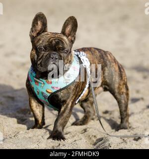 Der 8 Monate alte Brindel Franzose Welpe steht an einem Sandstrand in Nordkalifornien. Stockfoto