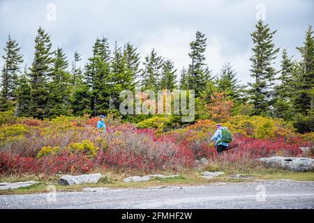 Davis, USA - 5. Oktober 2020: Dolly Sods Bear Rocks Trail in West Virginia mit herbstlichem rotem Laub und Fichten auf der Spitze und ehrlicher Fotografin pe Stockfoto