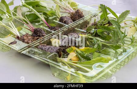 Staudenstopfen Pflanzen in einem Kunststoffbehälter per Post verpackt. Stockfoto