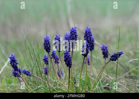 Eine schöne Gruppe von Traubenhyazinthe Pflanze mit blau weich Blumen auf einer Wiese Stockfoto