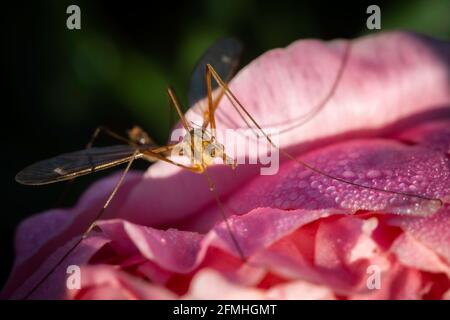 Eine ausgewachsene Kranichfliege sitzt im frühen Morgenlicht auf einer tau bedeckten rosa Pfingstrose. Stockfoto