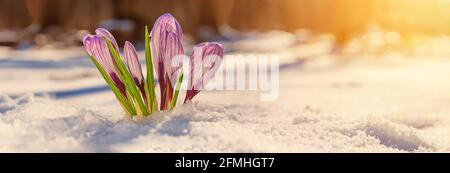 Krokusse - blühende lila Blüten, die sich im Frühjahr unter dem Schnee ihren Weg machen, Nahaufnahme mit Platz für Text, Banner Stockfoto