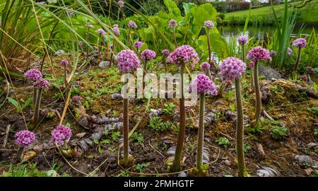 Darmera peltata, auch bekannt als indische Rhabarber- oder Regenschirmpflanze. Im Frühling wachsen auf einem dicken, haarigen Stamm an der Seite eines Sees rosa Blütenstände. Stockfoto