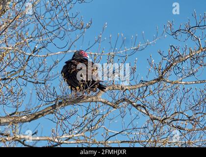 Das helle rote Auge und der Schnabel stehen in scharfem Kontrast zum dunklen Gefieder eines putengeiers, der im frühen Frühjahr in einem Baum blässt, während die Knospen zu blühen beginnen. Stockfoto