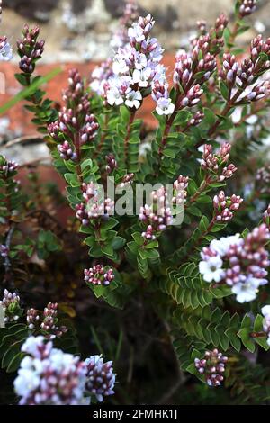 Hebe brachysiphon ‘Baby Marie’-Strauchwerk veronica Baby Marie – sehr blasse Fliederblüten und winzig glänzende, speerförmige Blätter, rote Stämme, Mai, England, Großbritannien Stockfoto