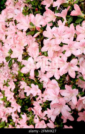 Azalea / Rhododendron ‘Azuma-Kagami’ oder ‘Pink Pearl’ (Wilson 16) kleine hellrosa trichterförmige Blüten, Mai, England, UK Stockfoto