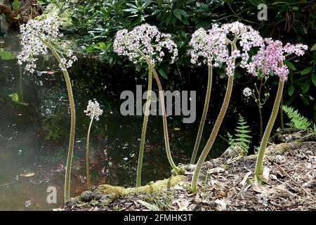 Darmera peltata Regenschirmpflanze / Indischer Rhabarber – Kuppeln aus kleinen, schalenrosa Blüten an hohen Stielen, Mai, England, Großbritannien Stockfoto