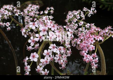 Darmera peltata Regenschirmpflanze / Indischer Rhabarber – Kuppeln aus kleinen, schalenrosa Blüten an hohen Stielen, Mai, England, Großbritannien Stockfoto