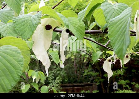 Davidia involucrata ‘Sonoma’ Taschentuch Baum – blassgrüne Blüten mit roten Anthern, umschlossen von cremeweißen blattartigen Deckblättern, leuchtend grünen Blättern, Stockfoto