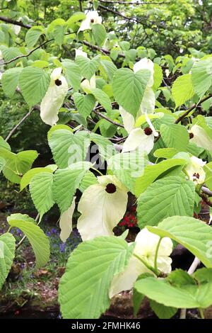 Davidia involucrata ‘Sonoma’ Taschentuch Baum – blassgrüne Blüten mit roten Anthern, umschlossen von cremeweißen blattartigen Deckblättern, leuchtend grünen Blättern, Stockfoto