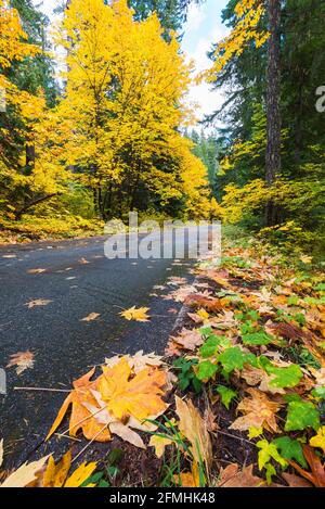 Backroad in Washington Cascades passiert Herbstfarben als ein Ein Hauch von Regen hat die Straßenoberfläche gedämpft und gegeben Ein Pop zu den bunten Blättern Stockfoto