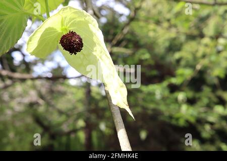 Davidia involucrata ‘Sonoma’ Taschentuch Baum – blassgrüne Blüten mit roten Anthern, umschlossen von cremeweißen blattartigen Deckblättern, leuchtend grünen Blättern, Stockfoto