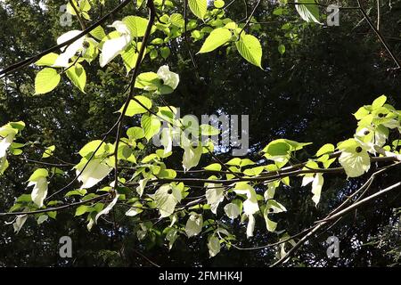 Davidia involucrata ‘Sonoma’ Taschentuch Baum – blassgrüne Blüten mit roten Anthern, umschlossen von cremeweißen blattartigen Deckblättern, leuchtend grünen Blättern, Stockfoto