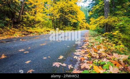 Backroad in den Washington Cascades schlängelt sich durch Herbstfarben. Die Blätter sind entlang der Asphaltstraße gefallen, als sie unter den wechselnden Bäumen vorbeiging Stockfoto