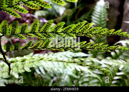 Athyrium filix femina ssp asplenioides Southern Lady Farn – braune Sporen auf der Unterseite der Wedel, Mai, England, Großbritannien Stockfoto