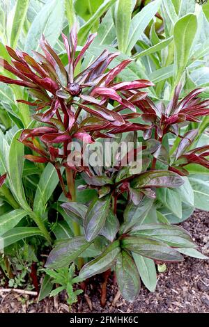 Paeonia lactiflora ‘Hot Chocolate’ Peony Hot Chocolate – lanzenförmige, lila rote Blätter und Blütenknospe, Mai, England, Großbritannien Stockfoto