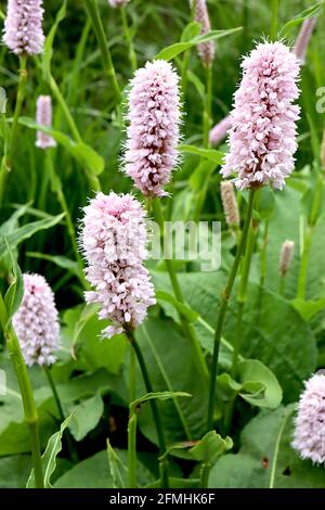 Persicaria bistorta ‘Superba’ gemeiner Bistort Superba – kleine blassrosa Blütenhaufen auf hohen Stielen, große ovale Blattklumpen, Mai, England, Großbritannien Stockfoto