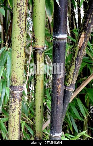 Phyllostachys nigra Schwarzer Bambus – junge, grüne und reife schwarze Bambusstöcke, Mai, England, Großbritannien Stockfoto