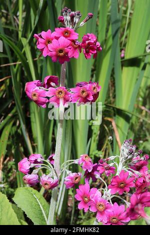 Primula pulverulenta mealy Primrose - radiale Reihen von sternförmigen, tiefrosa Blüten mit roten Zentren an hohen Stielen, Mai, England, Großbritannien Stockfoto