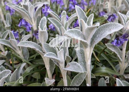 Stachys byzantina ‘Silver Carpet’ Lammohr – weiche, dicke, wollig-silbergraue Blätter, Mai, England, Großbritannien Stockfoto