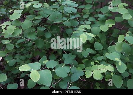 Symphoricarpos albus var. laevigatus Blätter nur gemeinsame Schnebeere – eiförmige Blätter mit welligen gelappten Rändern, Mai, England, Großbritannien Stockfoto