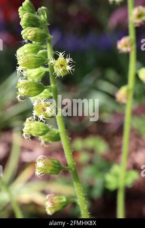 Tellima grandiflora ‘Forest Frost’ Fringecups Forest Frost – weiße und rosa Blüten aus großen grünen Blüten, Mai, England, Großbritannien Stockfoto