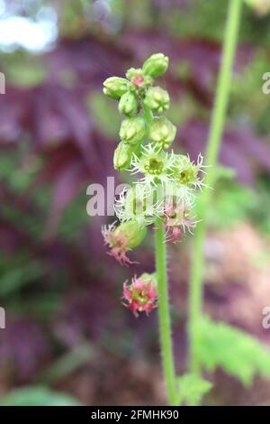 Tellima grandiflora ‘Forest Frost’ Fringecups Forest Frost – weiße und rosa Blüten aus großen grünen Blüten, Mai, England, Großbritannien Stockfoto