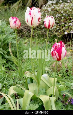 Tulipa ‘Carousel’ Single Late 5 Karussell-Tulpe – gesäumte weiße Blüten, dunkelrosa unregelmäßige Streifen, Mai, England, Großbritannien Stockfoto