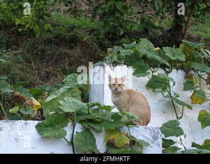 Große Ingwerkatze saß auf einer weiß getünchten Wand in Karousades, Korfu, Griechenland Stockfoto