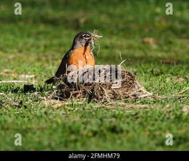 Amerikanischer Robin, Turdus migratorius, der nach einem Sturm Zweige aus dem gefallenen Nest sammelte Stockfoto