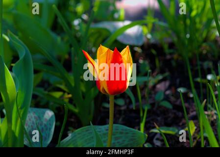 Gelbe und orangefarbene Tulpe (unbekannte Sorte) blüht im späten Frühjahr in einem sonnigen Glebe-Garten in Ottawa, Ontario, Kanada. Stockfoto