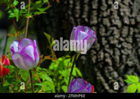Weiße Tulpen (Sorte „Shirley“?) Im späten Frühjahr blüht in Ottawa, Ontario, Kanada, ein violetter Rand in einem Glebe-Garten. Stockfoto