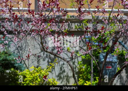 Wunderschöne rote Blätter und rosa Blüten einer Scheinpflaume (Prunus cerasifera) in einem Glebe-Garten in Ottawa, Ontario, Kanada. Stockfoto